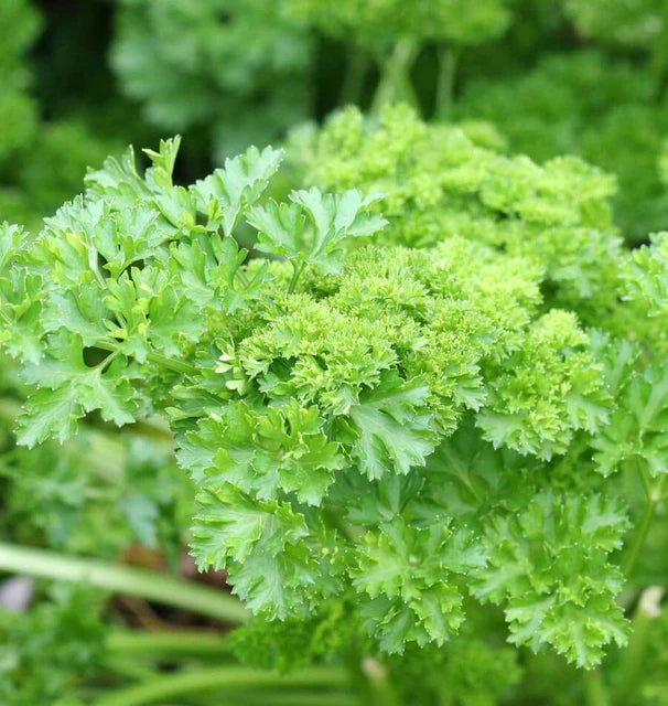 Parsley Forest Green WCS Seed