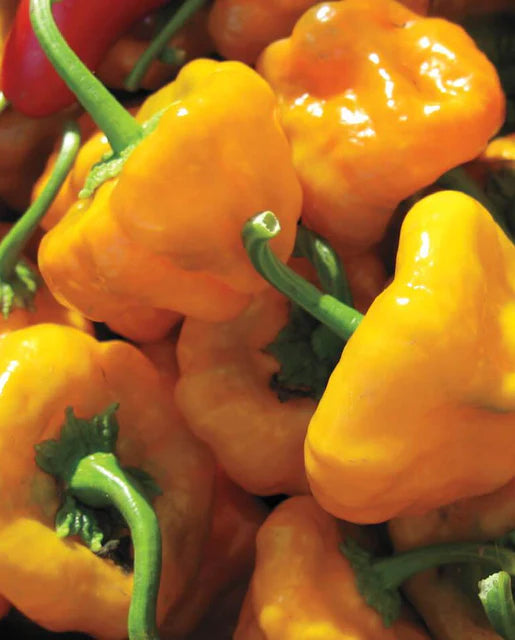 Peppers Scotch Bonnet WCS Seed