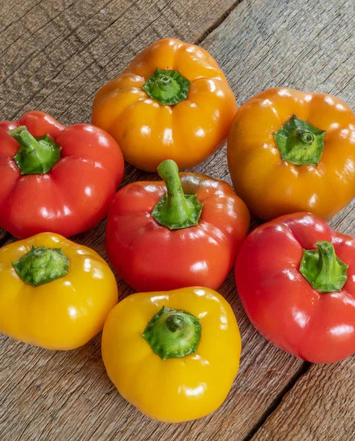 Peppers Hungarian Cheese Blend WCS Seed