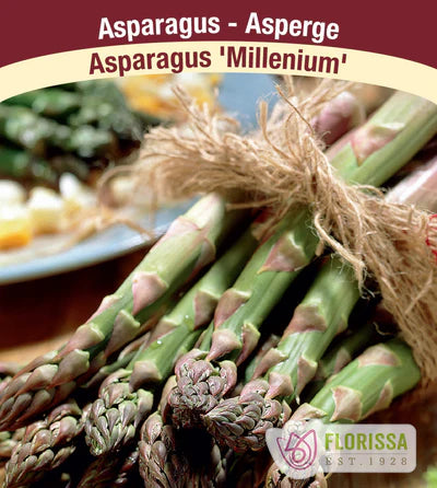 Asparagus Millenium Roots