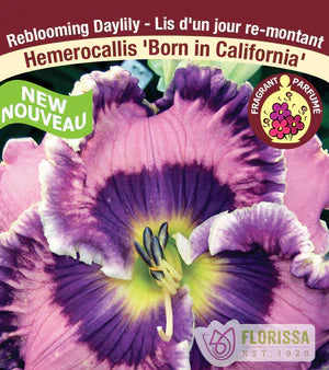 Daylily Born in California Bare Root