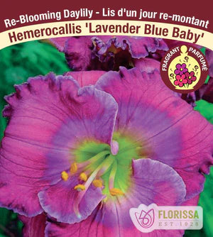 Daylily Lavender Blue Baby Bare Root