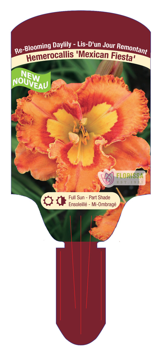 Daylily Mexican Fiesta Bare Root