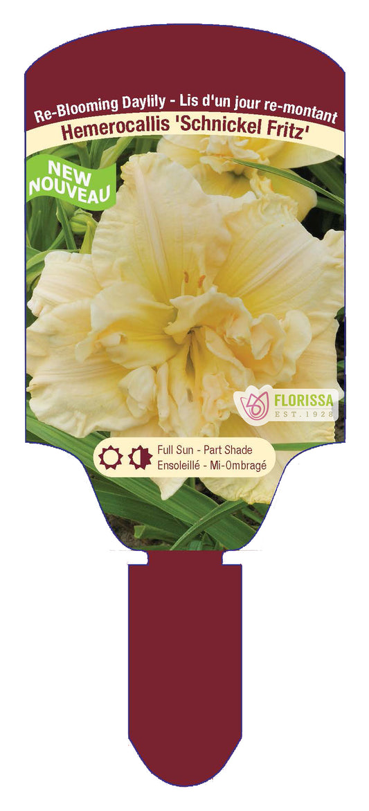 Daylily Schnickel Fritz Bare Root