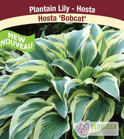 Hosta Bobcat  Bare Root