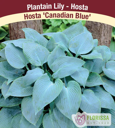 Hosta Canadian Blue Bare Root