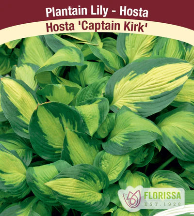 Hosta Captain Kirk Plant