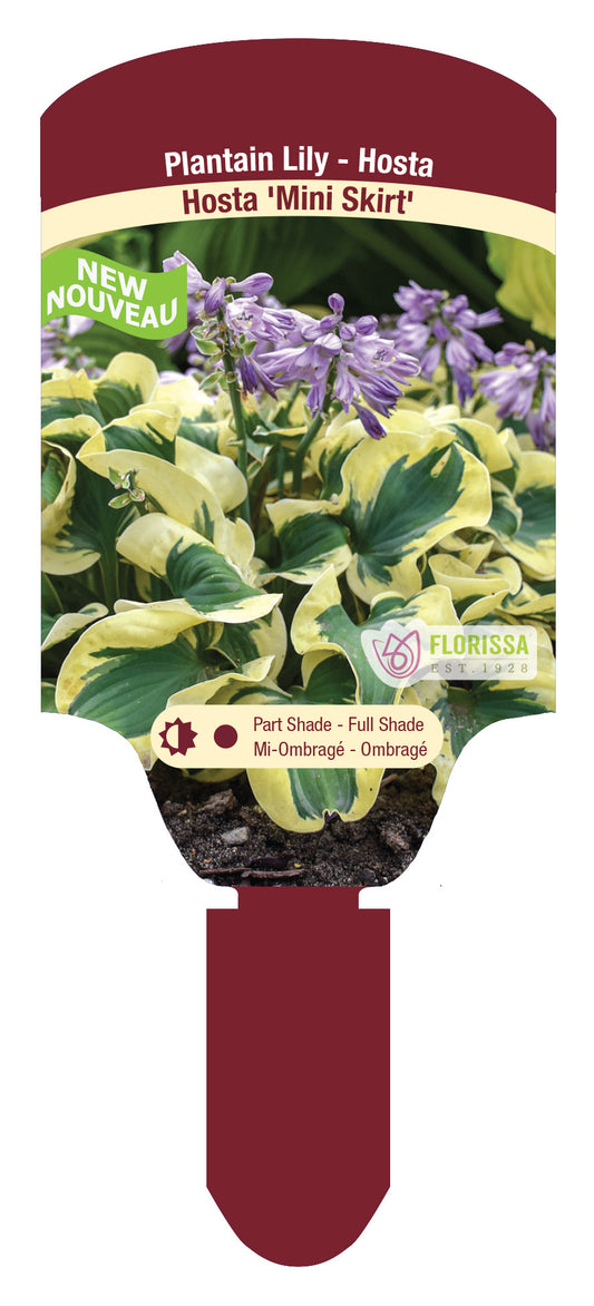 Hosta Frosted Mouse Ears Plant Plug