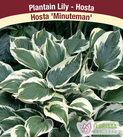 Hosta Minuteman Bare Root