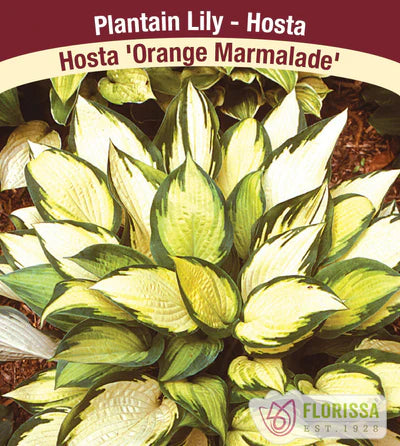 Hosta Orange Marmalade Bare Root