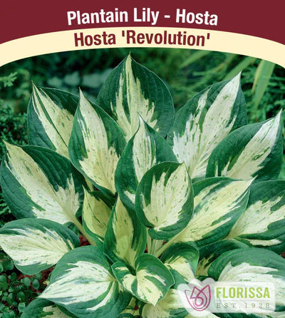 Hosta Revolution Plant Plug