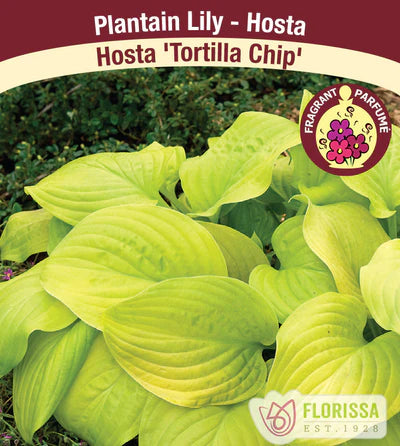 Hosta Tortilla Chip Bare Root