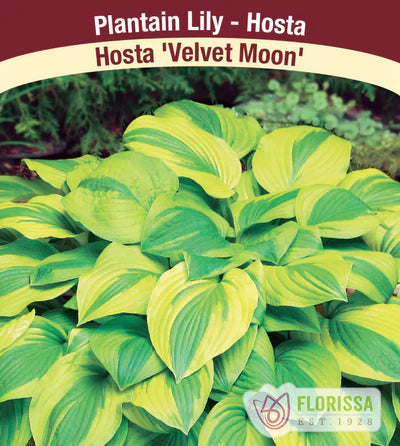 Hosta Velvet Moon Bare Root