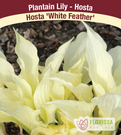 Hosta White Feather Bare Root