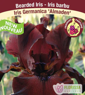 Iris Almaden Bearded - Plant Plug