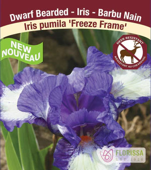 Iris Freeze Frame Pumila- Plant Plug