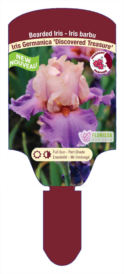 Iris Discovered Treasure Bearded - Plant Plug