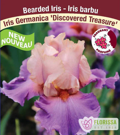 Iris Discovered Treasure Bearded - Plant Plug