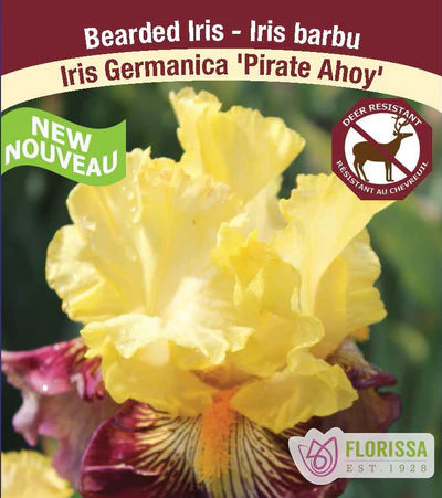 Iris Pirate Ahoy Bearded - Plant Plug