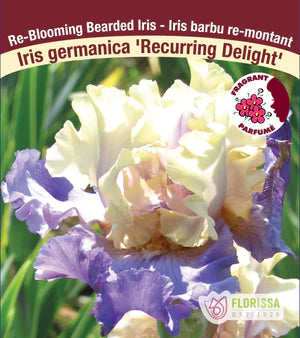 Iris Recurring Delight Bearded - Plant Plug