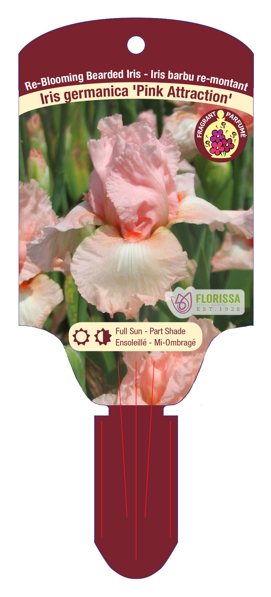 Iris Pink Attraction Bearded - Plant Plug