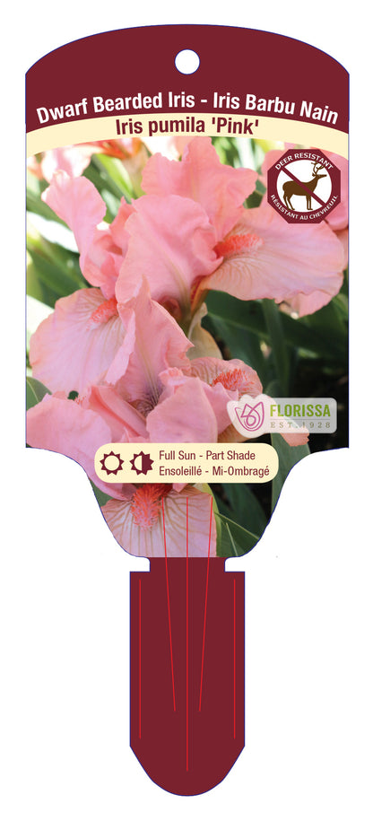 Iris Pink Pumila- Plant Plug