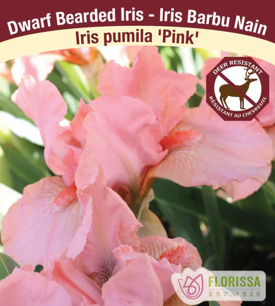 Iris Pink Pumila- Plant Plug