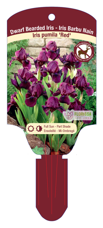 Iris Red Pumila- Plant Plug