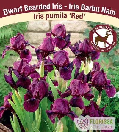 Iris Red Pumila- Plant Plug