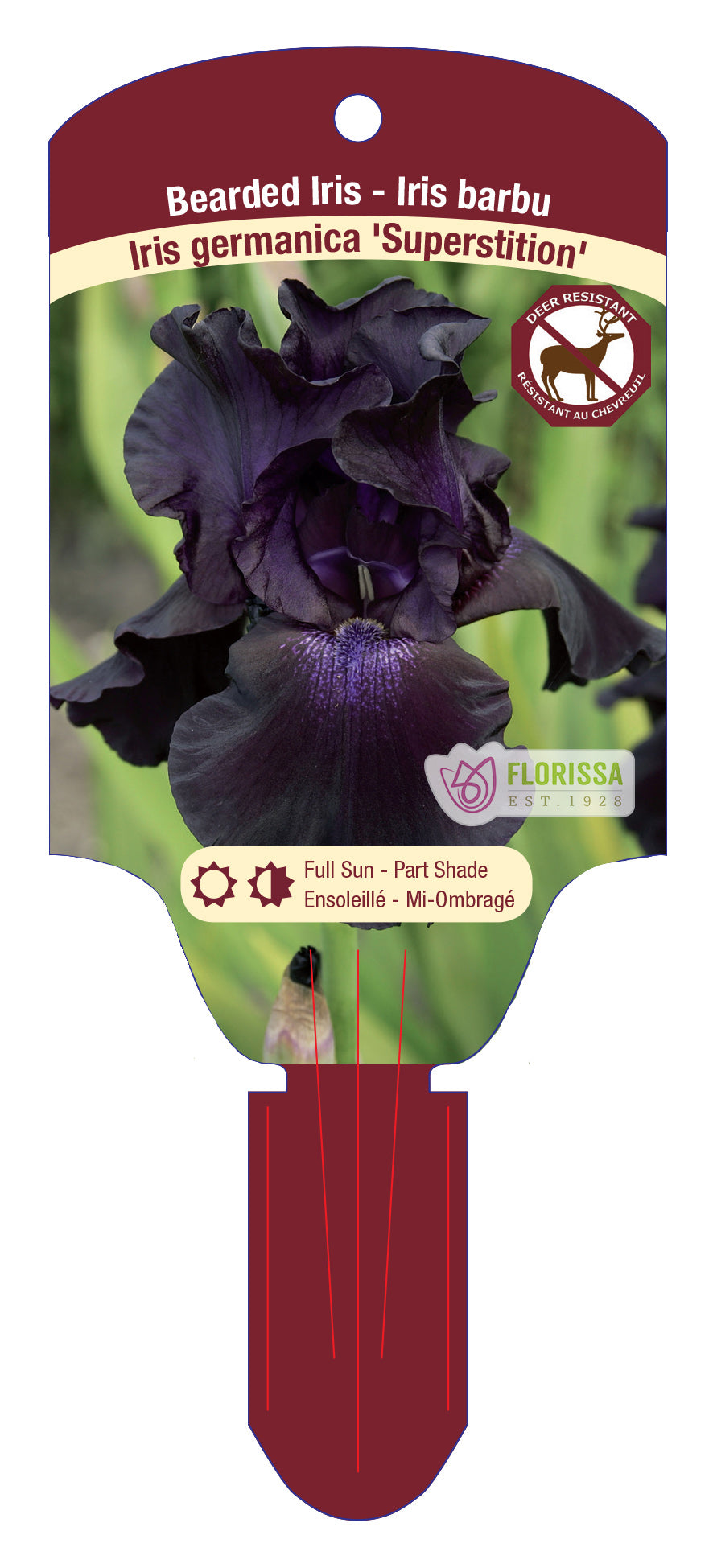 Iris Superstition Bearded - Plant Plug