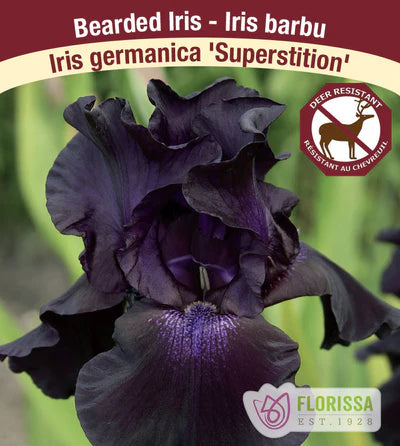 Iris Superstition Bearded - Plant Plug