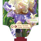 Iris Recurring Delight Bearded - Plant Plug