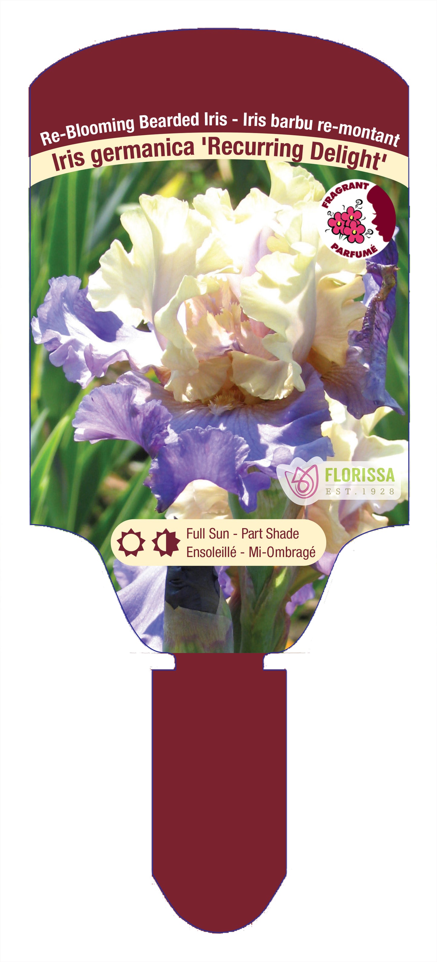 Iris Recurring Delight Bearded - Plant Plug