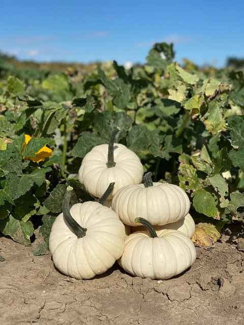 Pumpkin Mooncake WCS