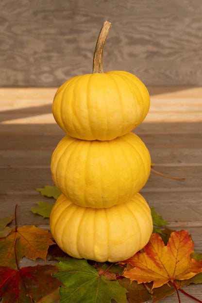 Pumpkin Lemon Cake WCS