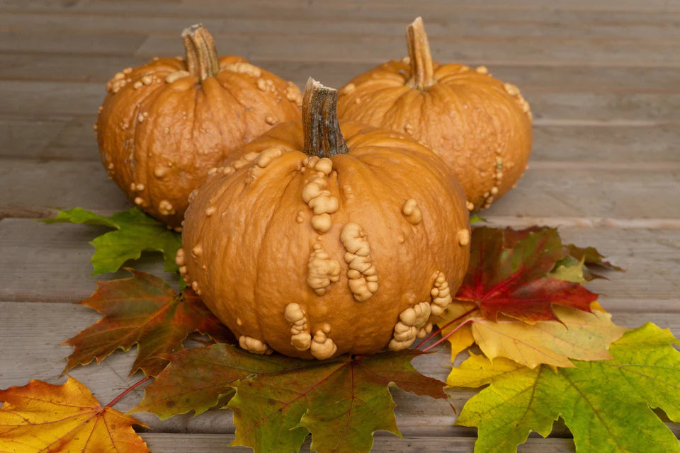 Pumpkin Grizzly Bear WCS