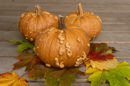 Pumpkin Grizzly Bear WCS