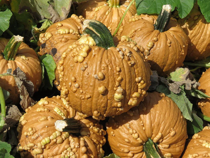 Pumpkin Grizzly Bear WCS