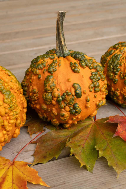 Pumpkin Baby Bumps WCS