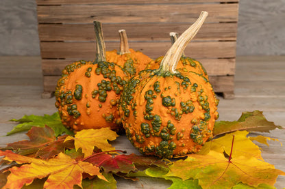 Pumpkin Baby Bumps WCS