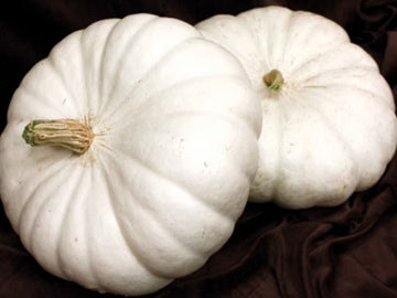 Pumpkin White Flat Boer MIgardener Seed