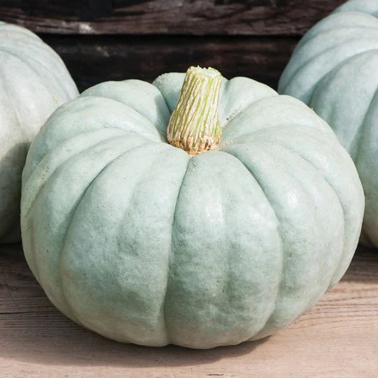 Pumpkin Blue Jarrahdale MIgardener Seed