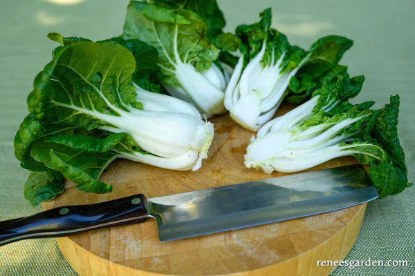 Pak Choi Mini Green Jewel
