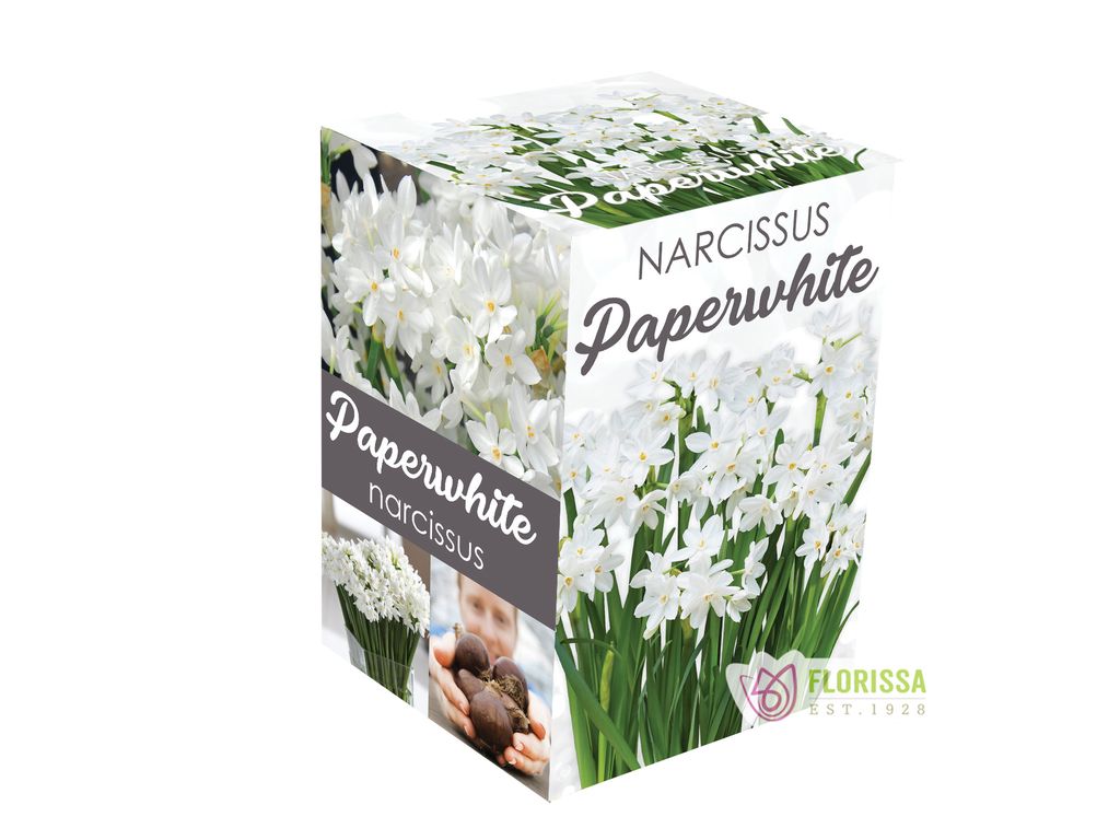 Paperwhites Kit DIY