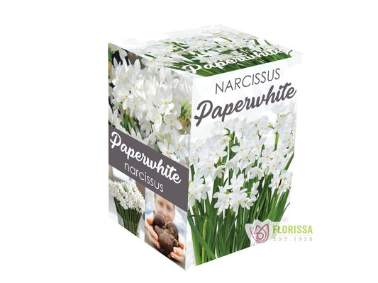 Paperwhites Kit DIY
