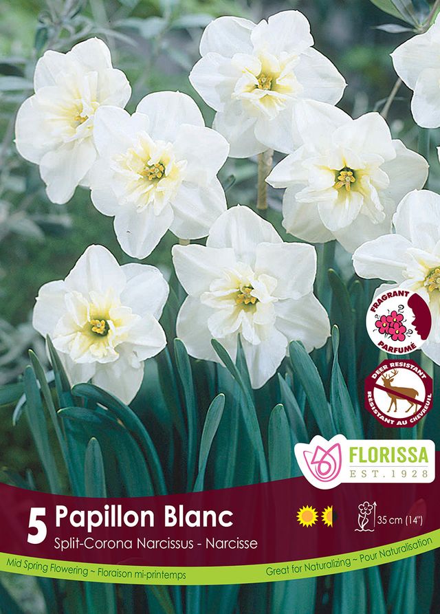 Narcissus Papillion Blanc 5pk