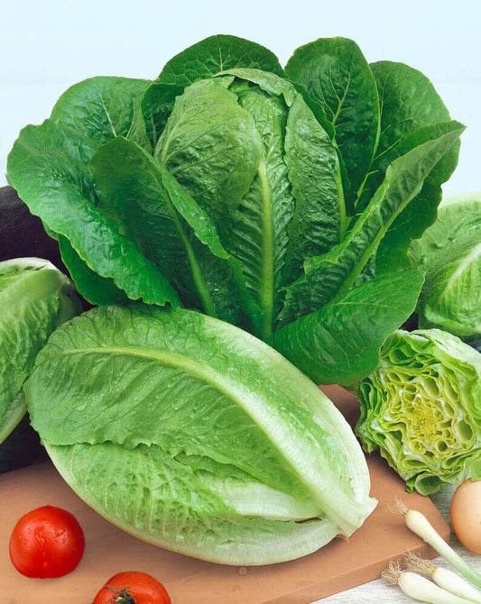 Lettuce Parris Island Cos Organic OSC Seed