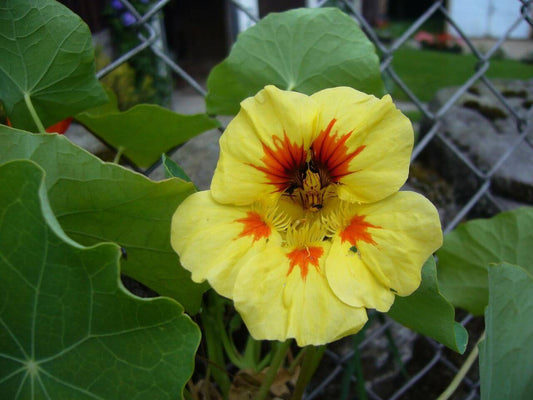 Nasturtium Peach Melba OSC Seed