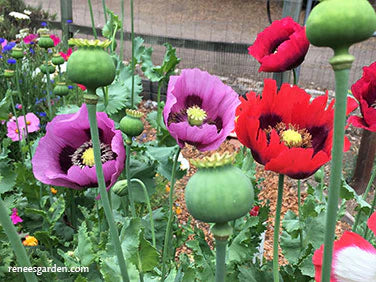 Poppy Culinary Heirloom Pepperbox