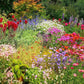 Perennial Sun Mix Jumbo OSC Seed